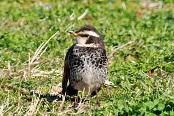 Dusky Thrush 荒川・砂町水辺公園(東京都江東区) Sun, 3/3/2024