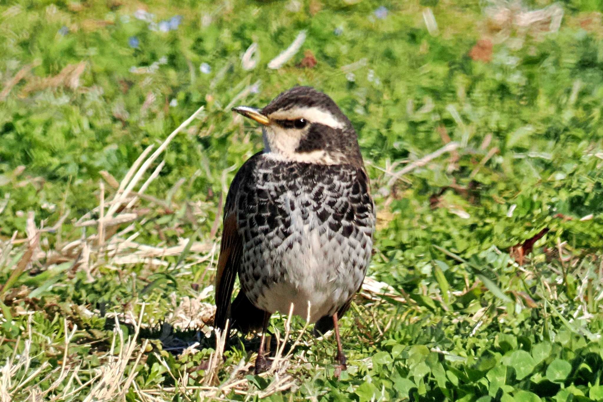 Photo of Dusky Thrush at 荒川・砂町水辺公園(東京都江東区) by 藤原奏冥