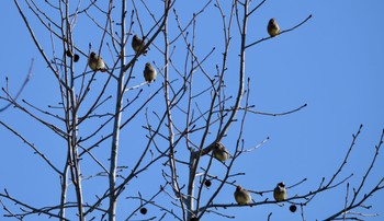 Japanese Waxwing 菊川運動公園 Sun, 3/3/2024