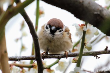 スズメ 行徳野鳥観察舎付近 2024年3月2日(土)