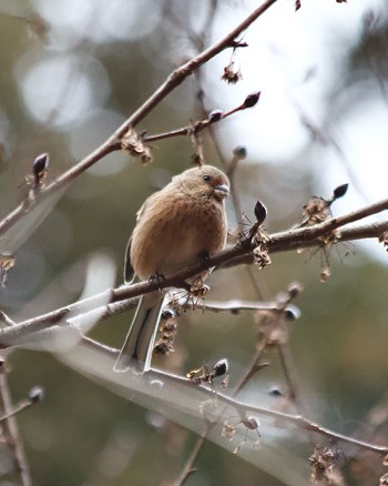 Siberian Long-tailed Rosefinch Hayatogawa Forest Road Fri, 2/2/2024