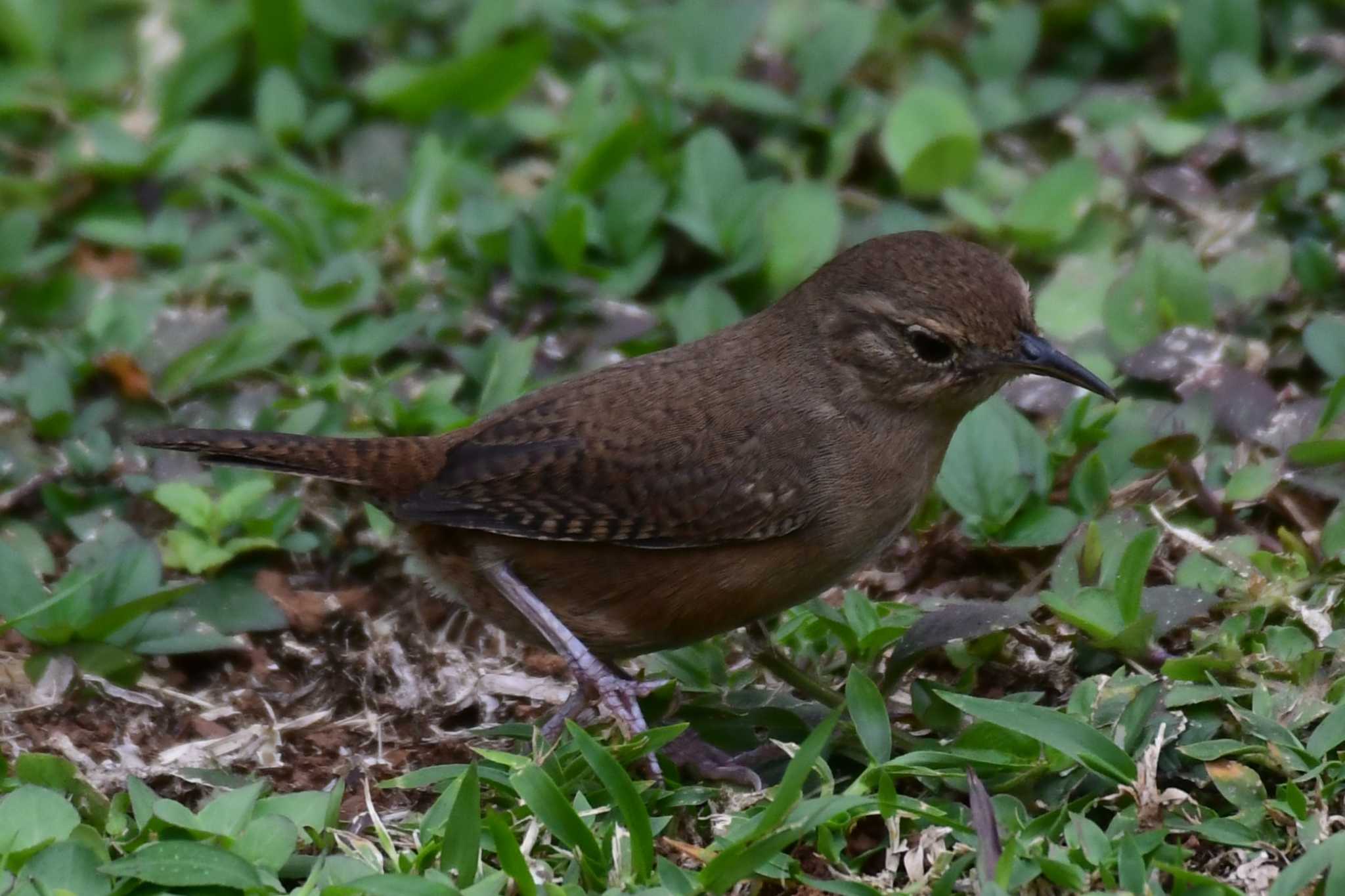 Photo of House Wren at コスタリカ by でみこ