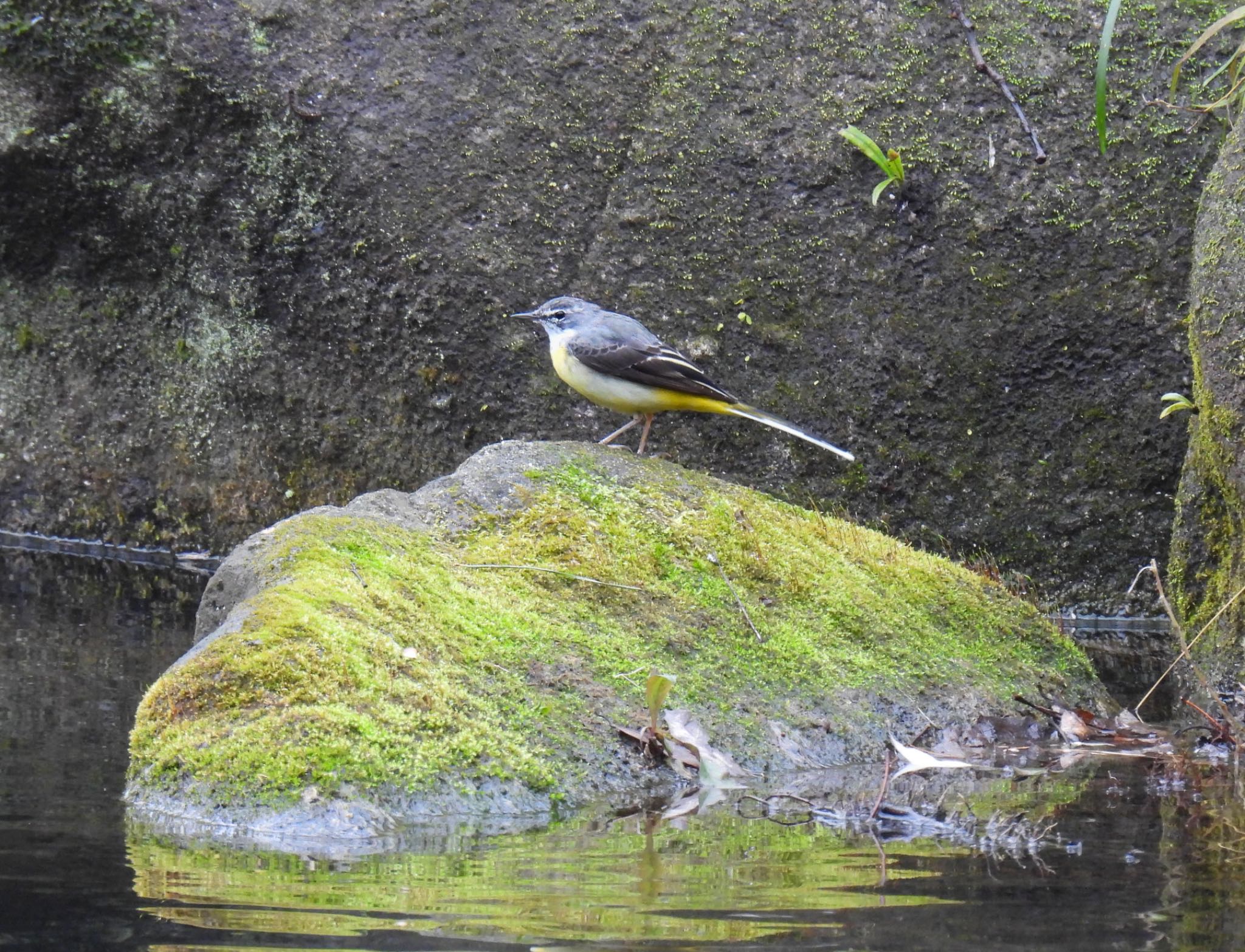 Photo of Grey Wagtail at 河川環境楽園 by じゃすみん 岐阜ラブ❤︎