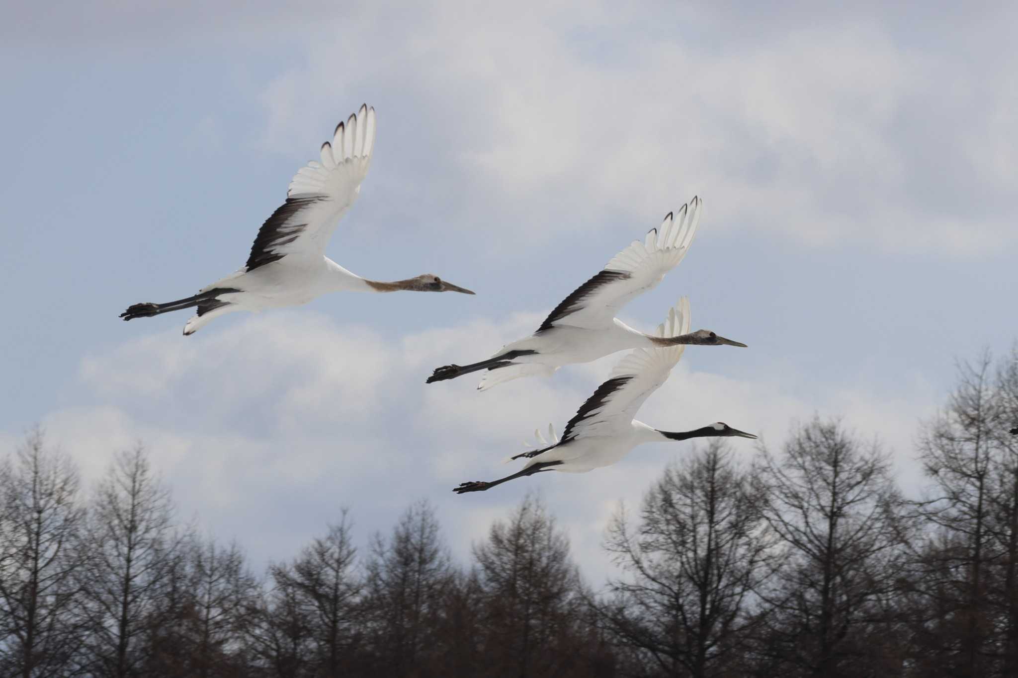 Red-crowned Crane