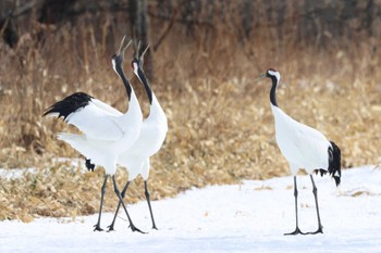 タンチョウ 鶴居村 2024年2月22日(木)