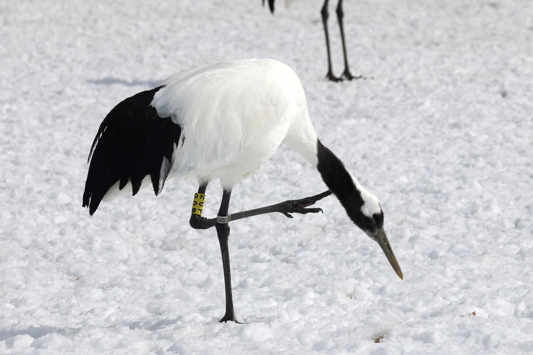 Photo of Red-crowned Crane at 鶴居村 by ぼぼぼ