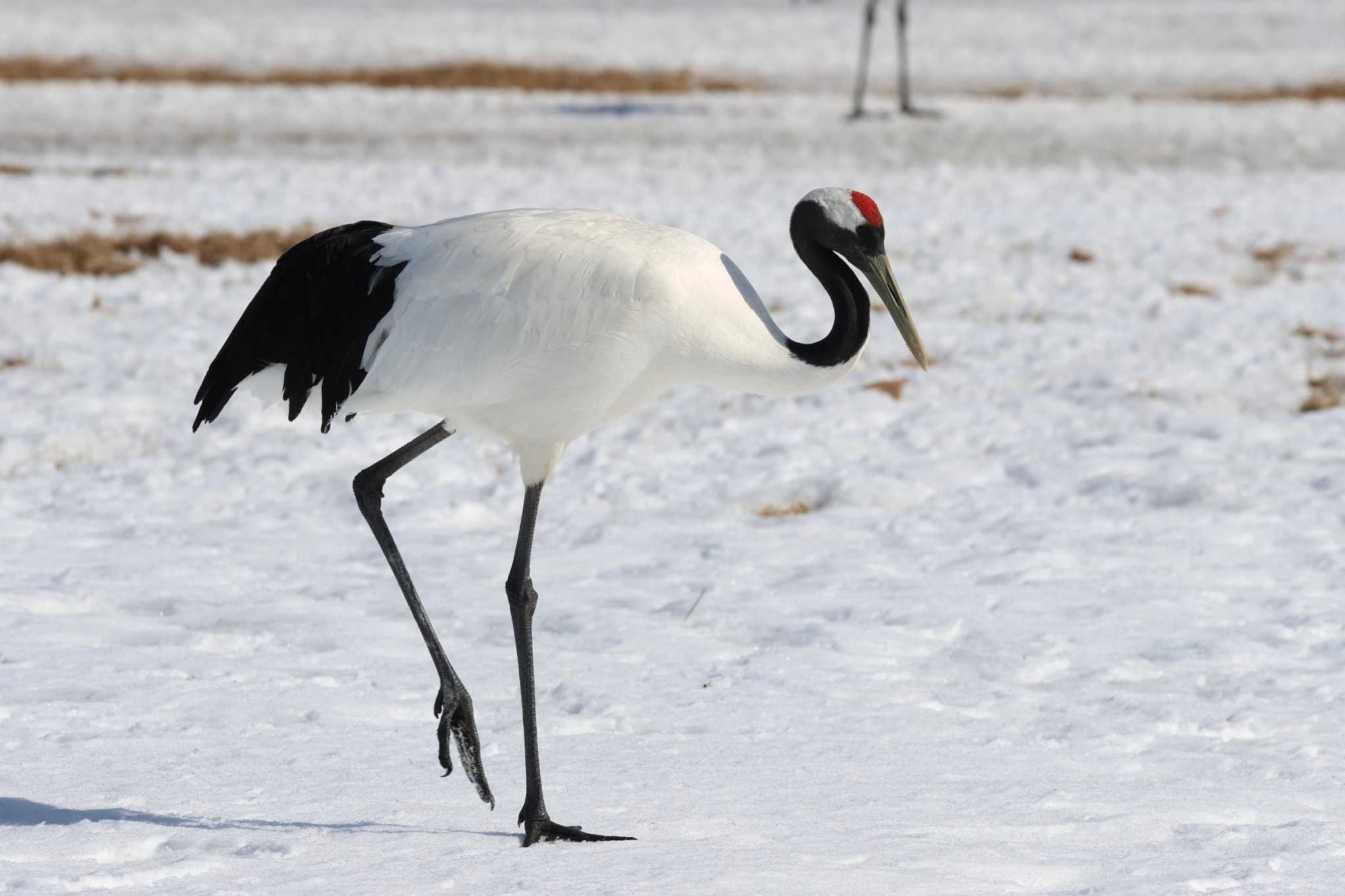 Red-crowned Crane