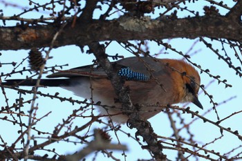 Eurasian Jay(brandtii) 鶴居村 Thu, 2/22/2024