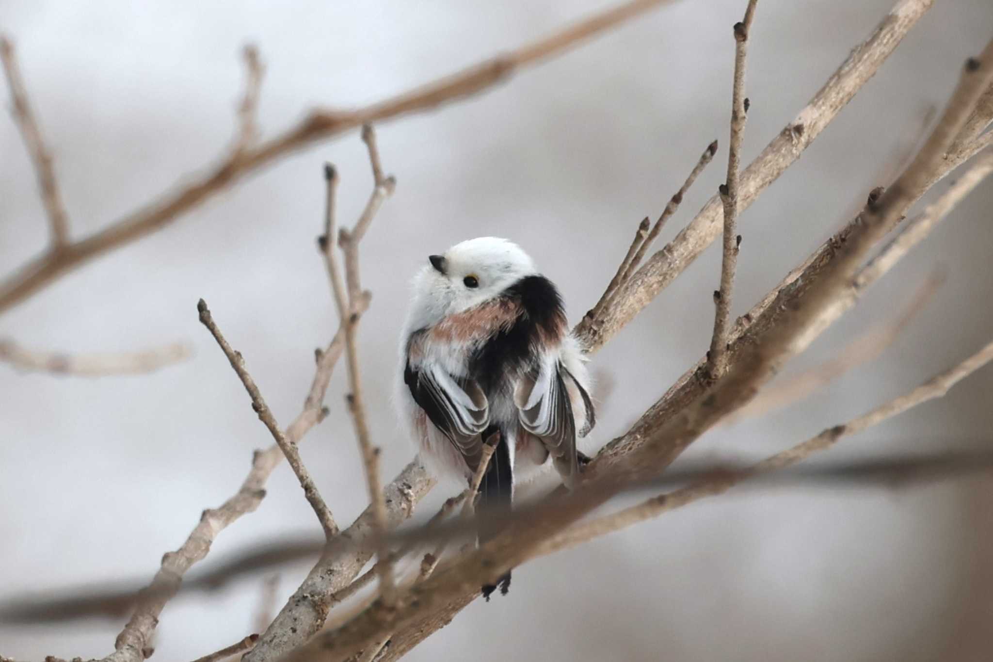 Photo of Long-tailed tit(japonicus) at 鶴居村 by ぼぼぼ