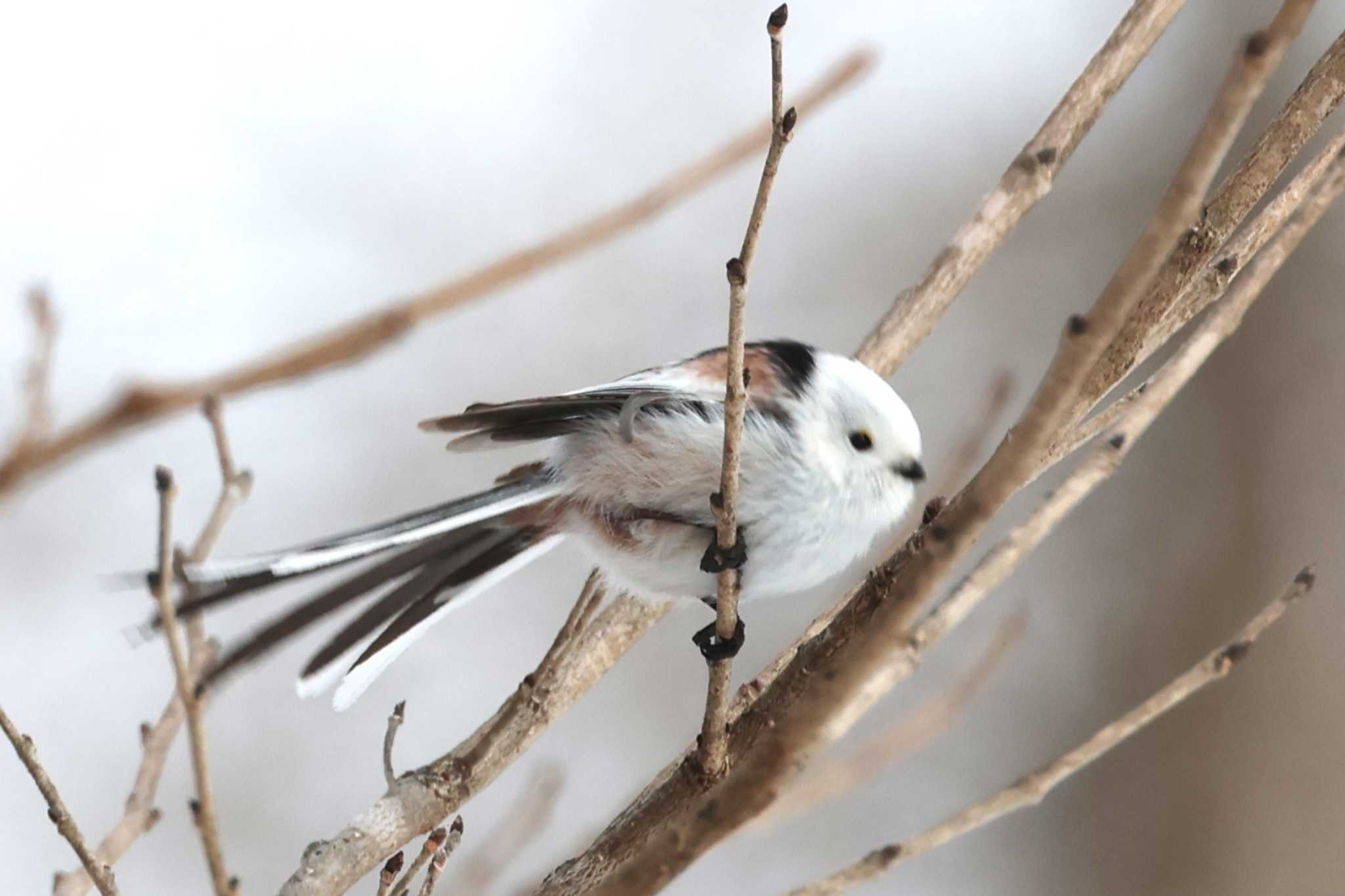 Long-tailed tit(japonicus)