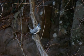 Crested Kingfisher 奈良県 Sun, 3/3/2024