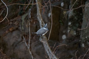 Crested Kingfisher 奈良県 Sun, 3/3/2024