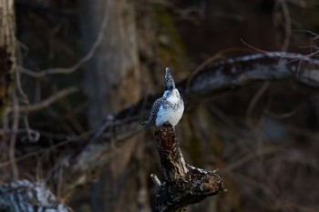 Crested Kingfisher 奈良県 Sun, 3/3/2024