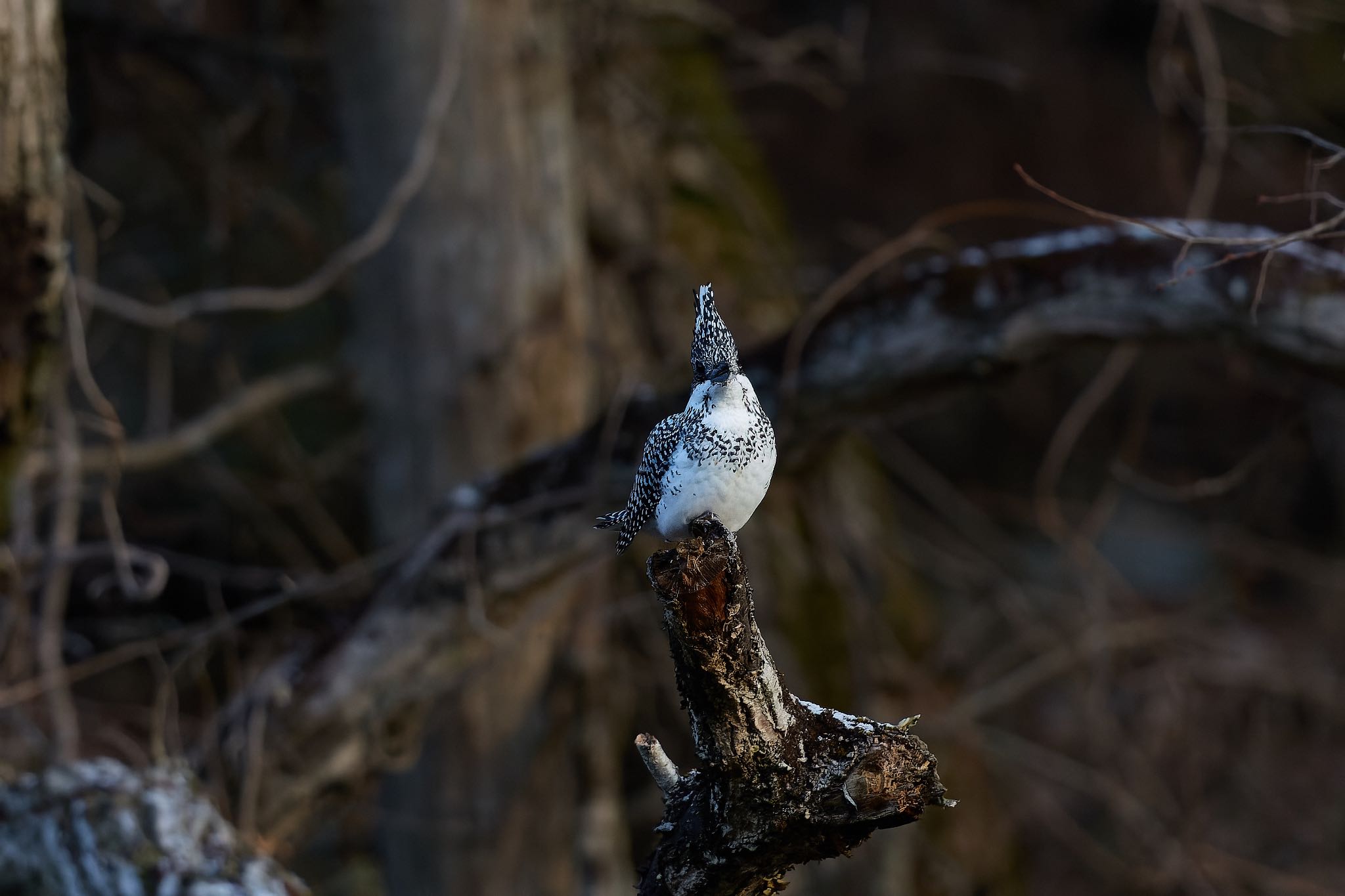 Photo of Crested Kingfisher at 奈良県 by 明石のおやじ