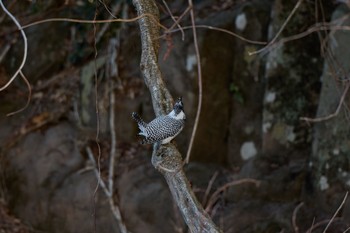 Crested Kingfisher 奈良県 Sun, 3/3/2024