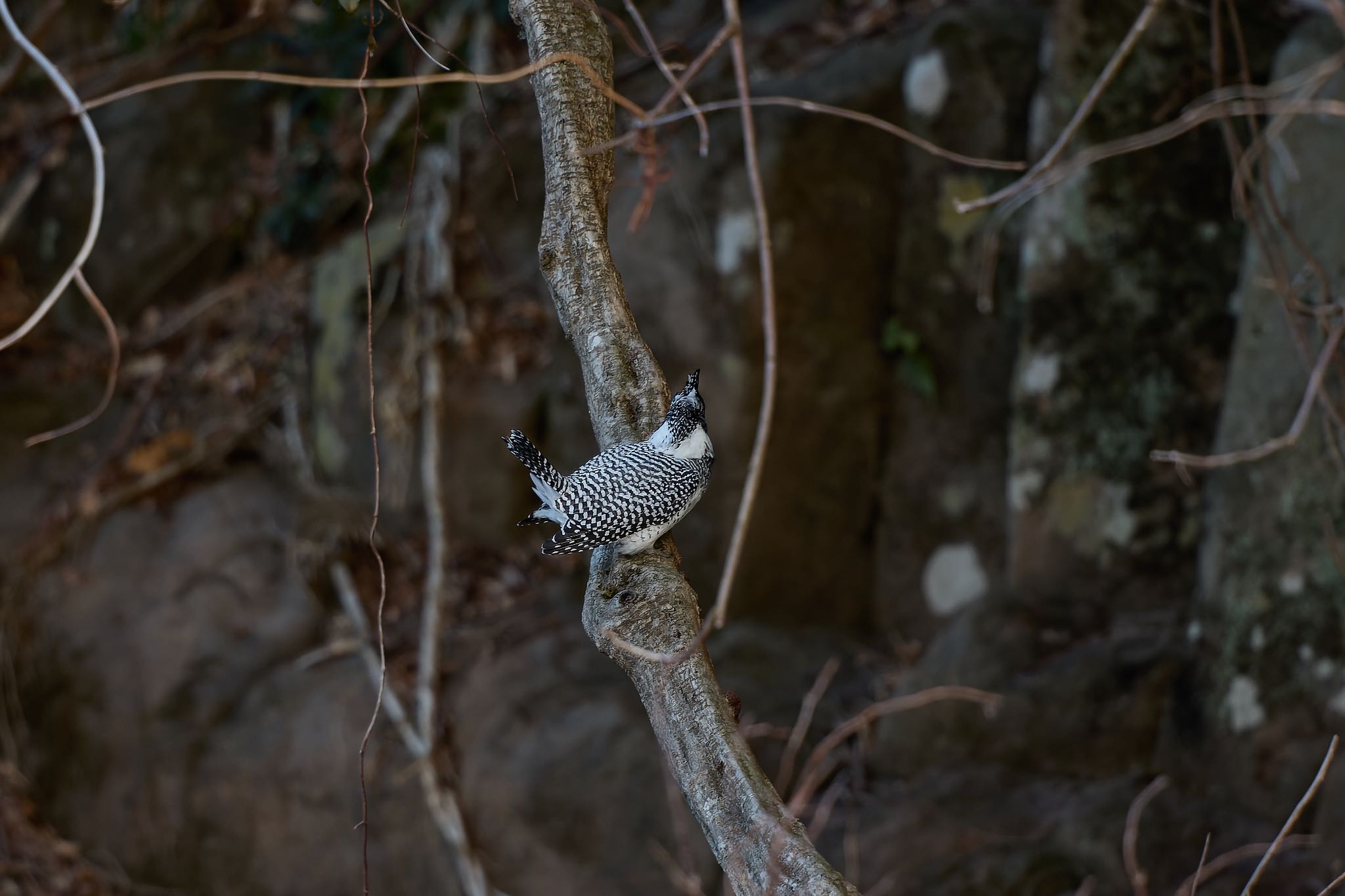 Photo of Crested Kingfisher at 奈良県 by 明石のおやじ