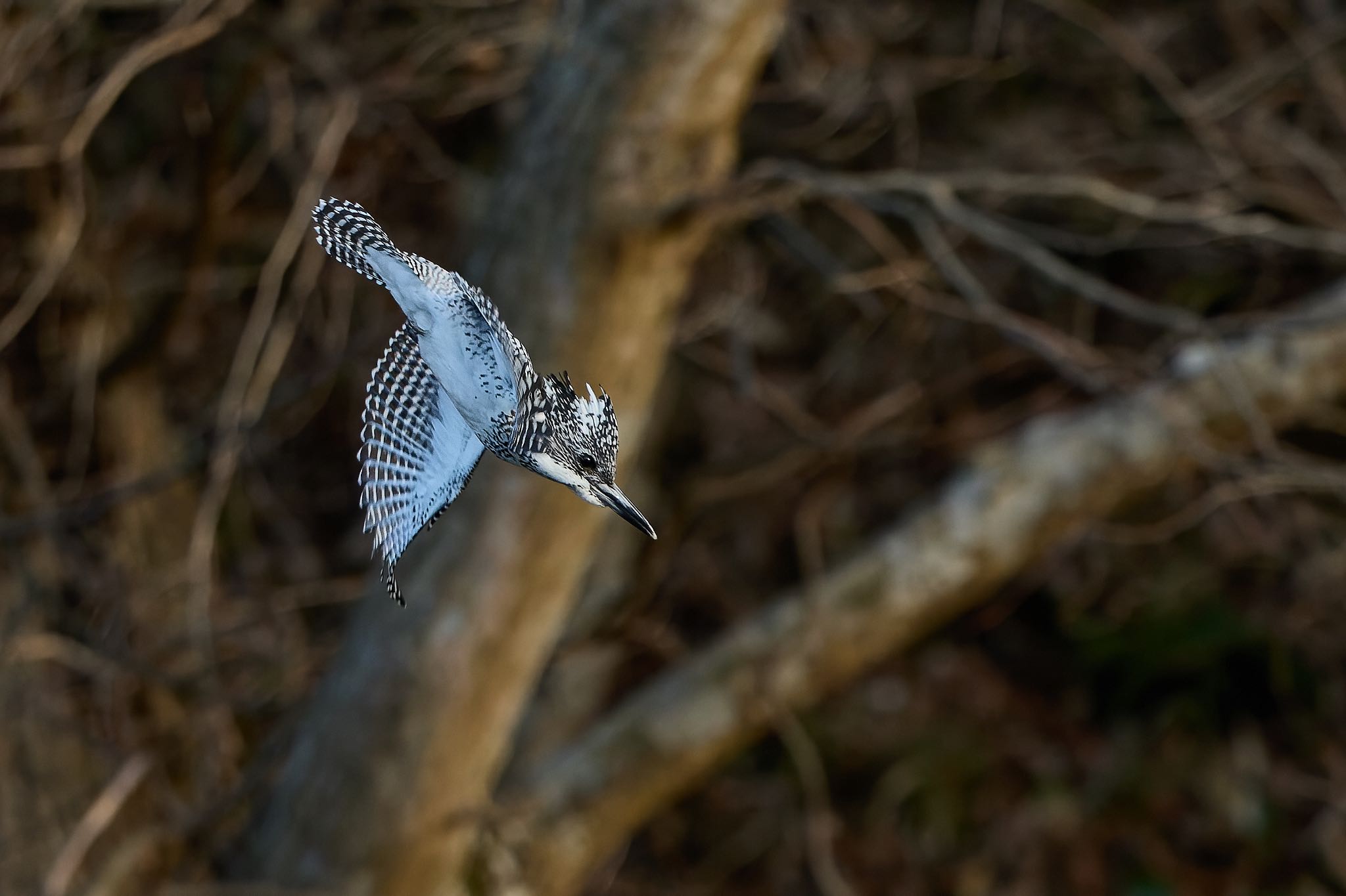 Photo of Crested Kingfisher at 奈良県 by 明石のおやじ