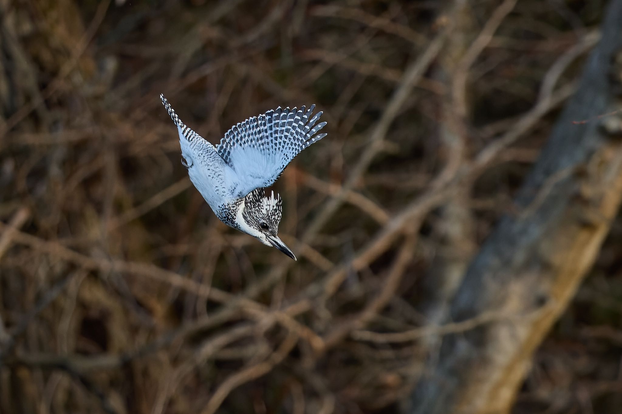 Photo of Crested Kingfisher at 奈良県 by 明石のおやじ