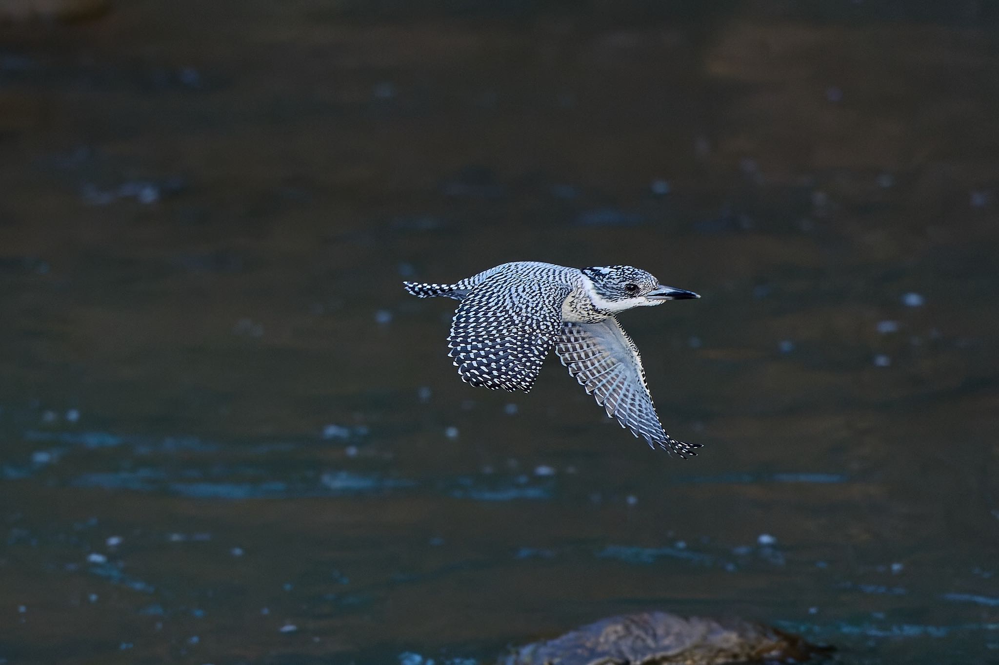 Photo of Crested Kingfisher at 奈良県 by 明石のおやじ