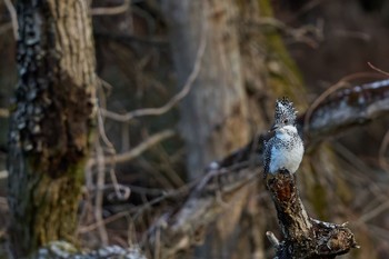 Sun, 3/3/2024 Birding report at 奈良県