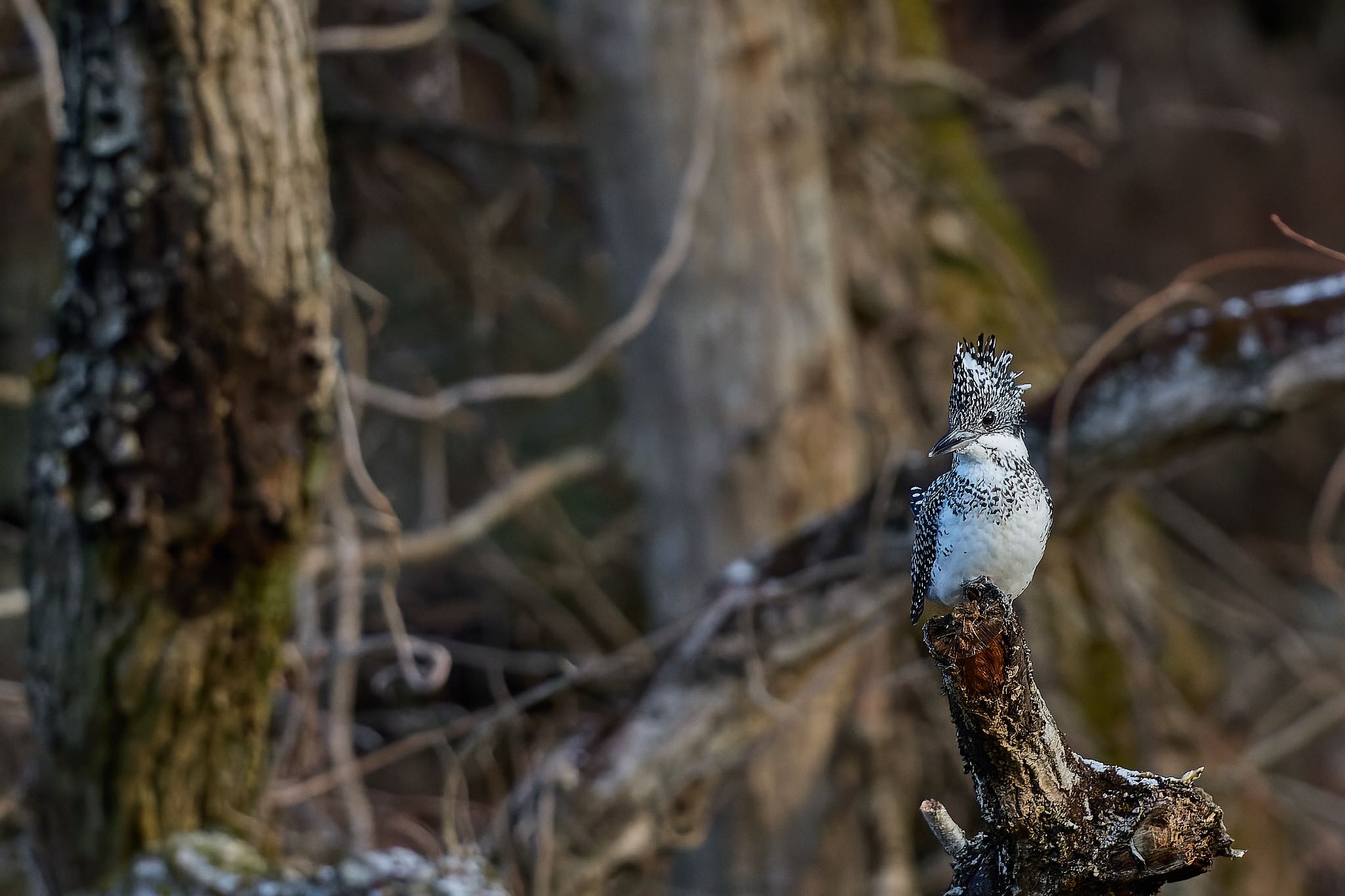 Photo of Crested Kingfisher at 奈良県 by 明石のおやじ