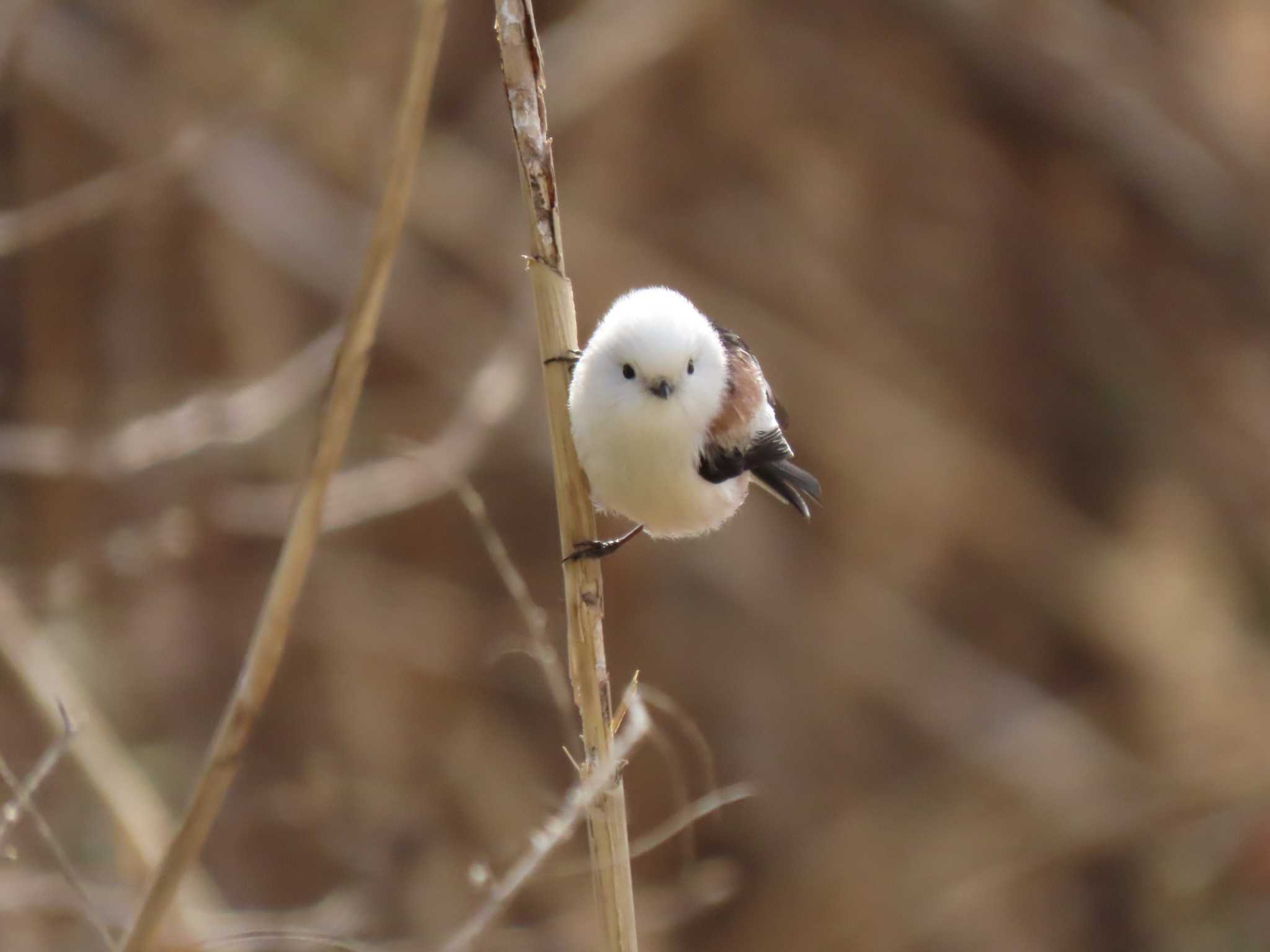 Long-tailed tit(japonicus)