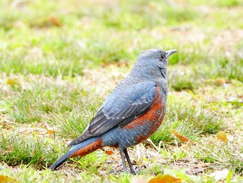 イソヒヨドリ 稲佐山公園 2024年3月6日(水)