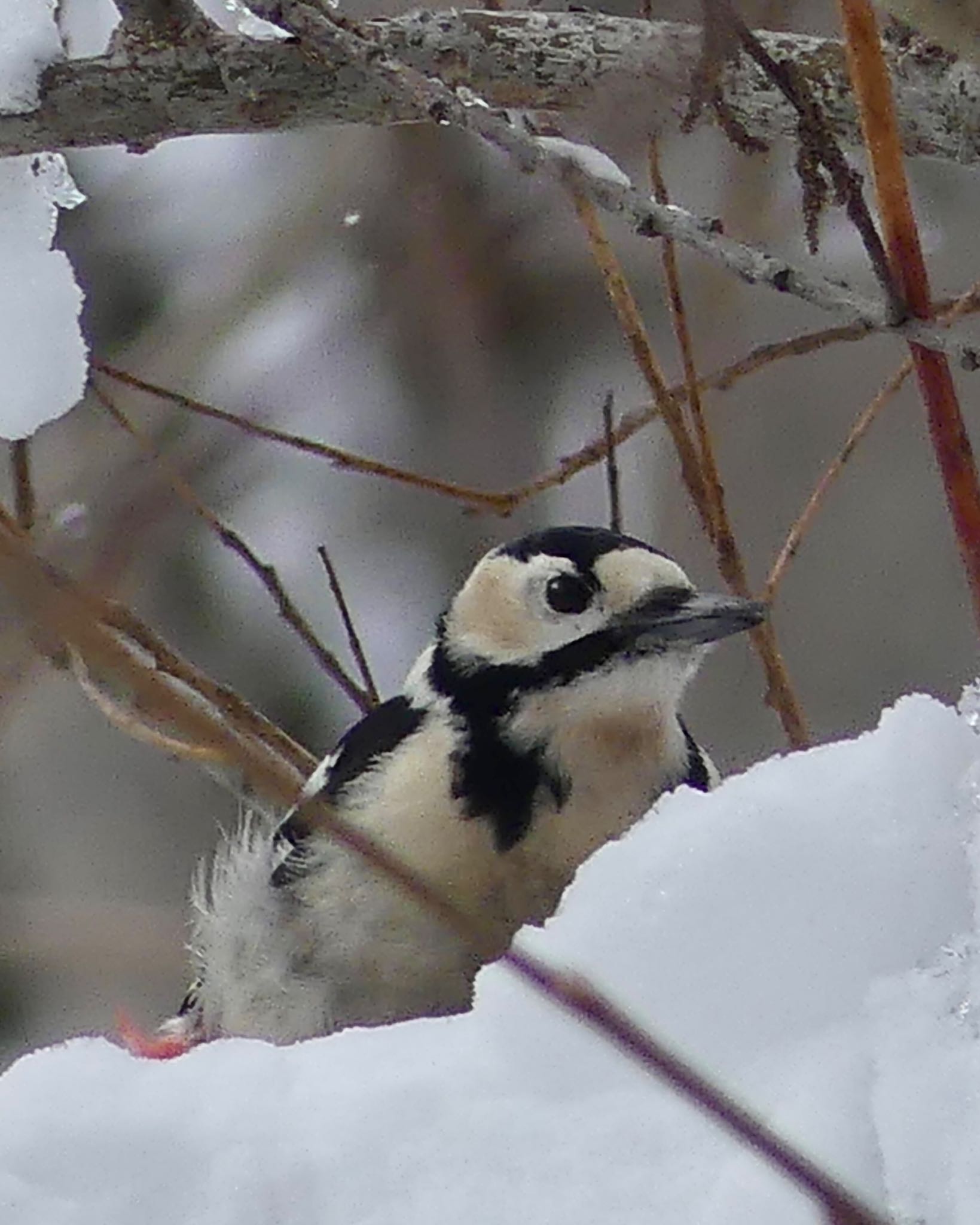 Photo of Great Spotted Woodpecker(japonicus) at 真駒内川 by xuuhiro