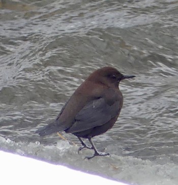 Brown Dipper 真駒内川 Sun, 3/3/2024