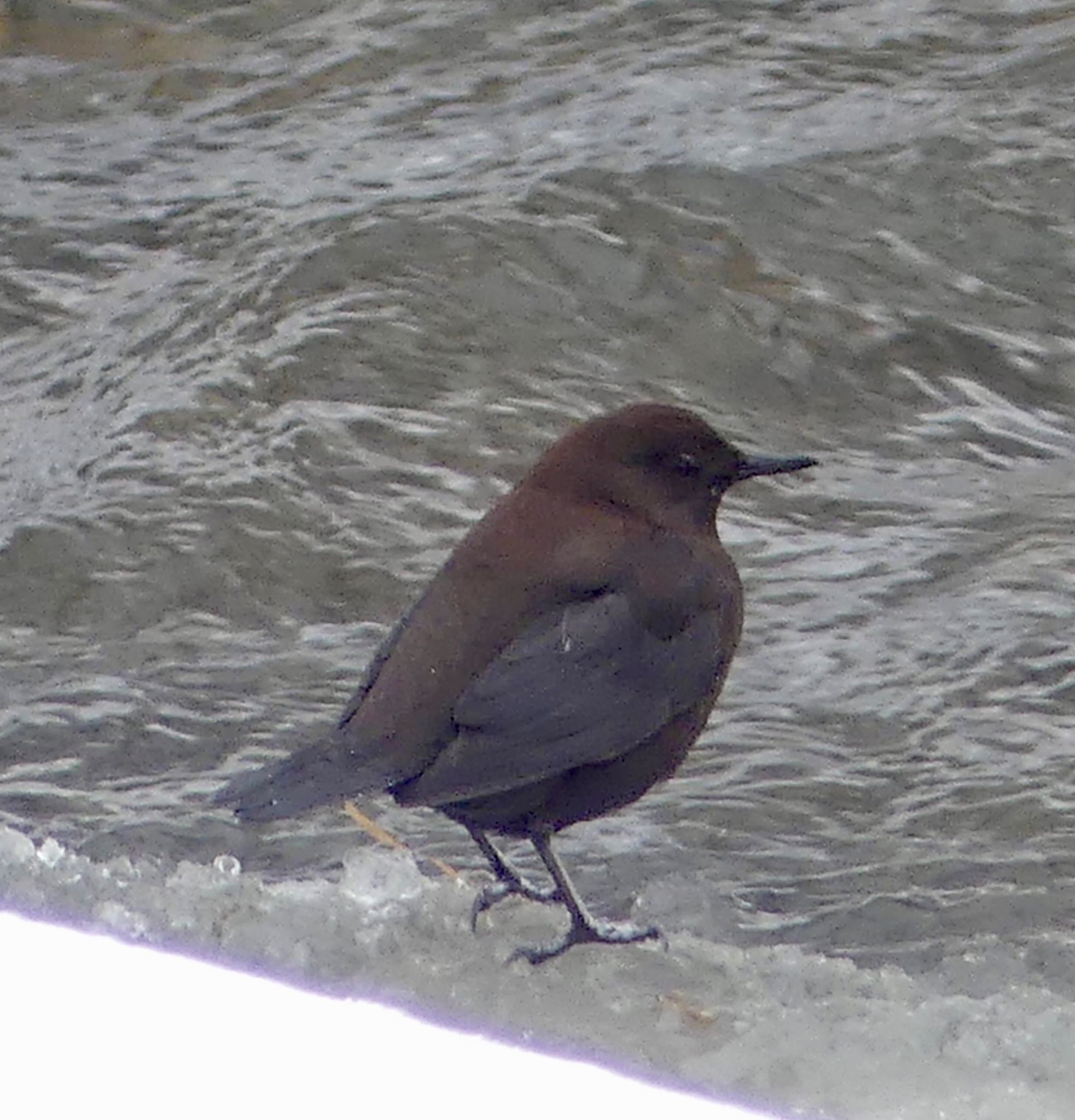 Photo of Brown Dipper at 真駒内川 by xuuhiro