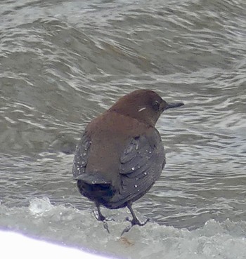 Brown Dipper 真駒内川 Sun, 3/3/2024