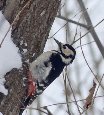 Great Spotted Woodpecker(japonicus) 真駒内川 Sun, 3/3/2024