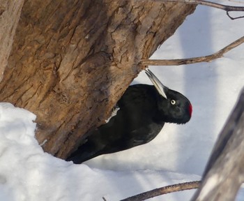 Black Woodpecker Makomanai Park Wed, 3/6/2024