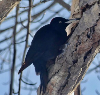 Black Woodpecker Makomanai Park Wed, 3/6/2024