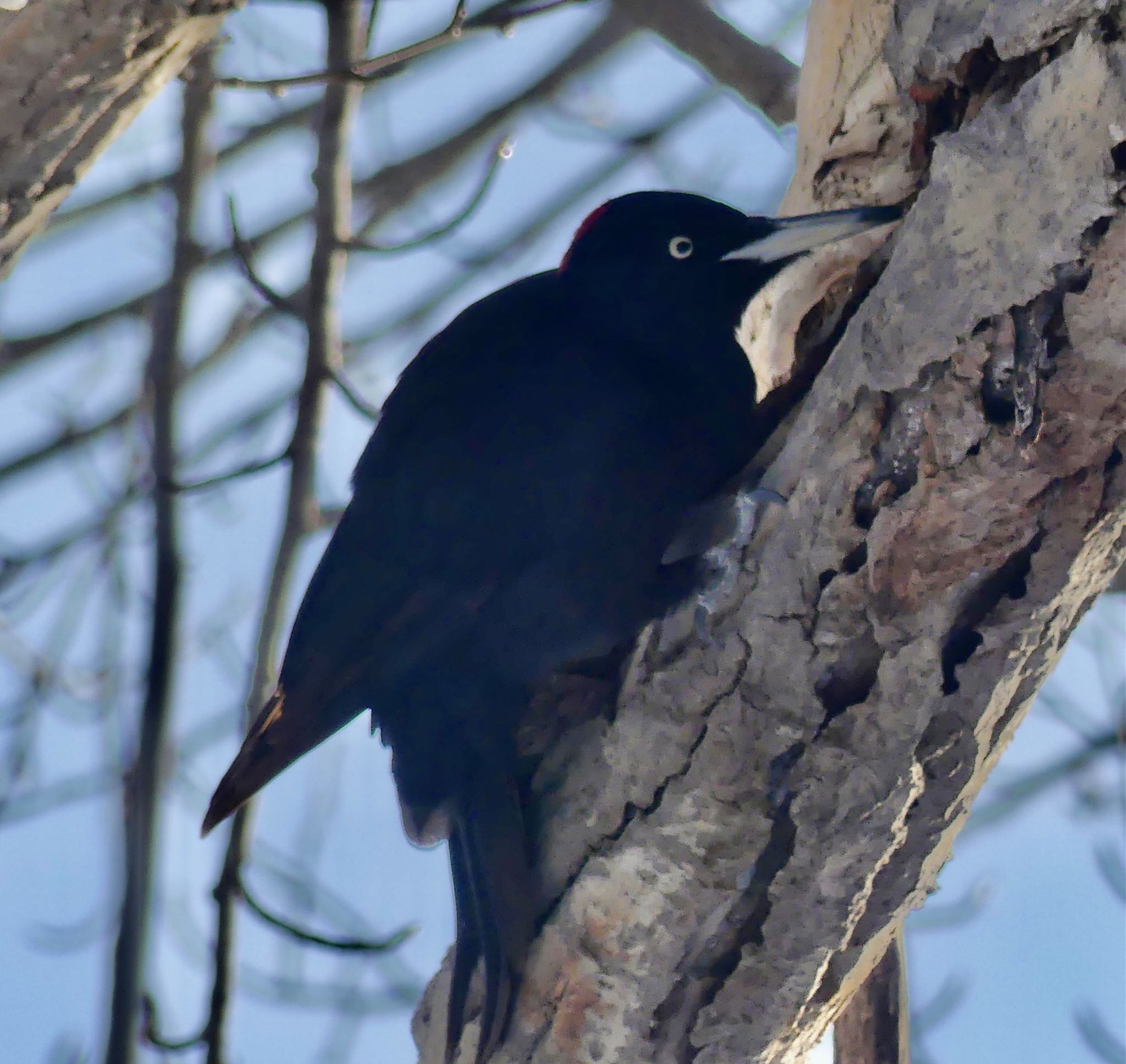 Photo of Black Woodpecker at Makomanai Park by xuuhiro