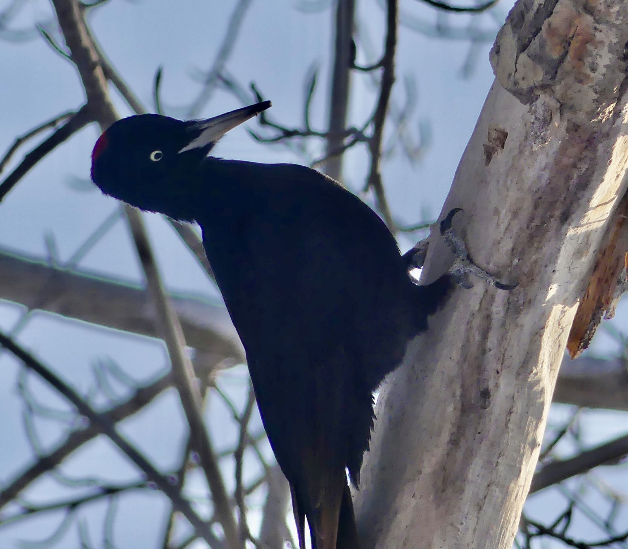 Photo of Black Woodpecker at Makomanai Park by xuuhiro