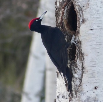 Black Woodpecker Makomanai Park Wed, 3/6/2024