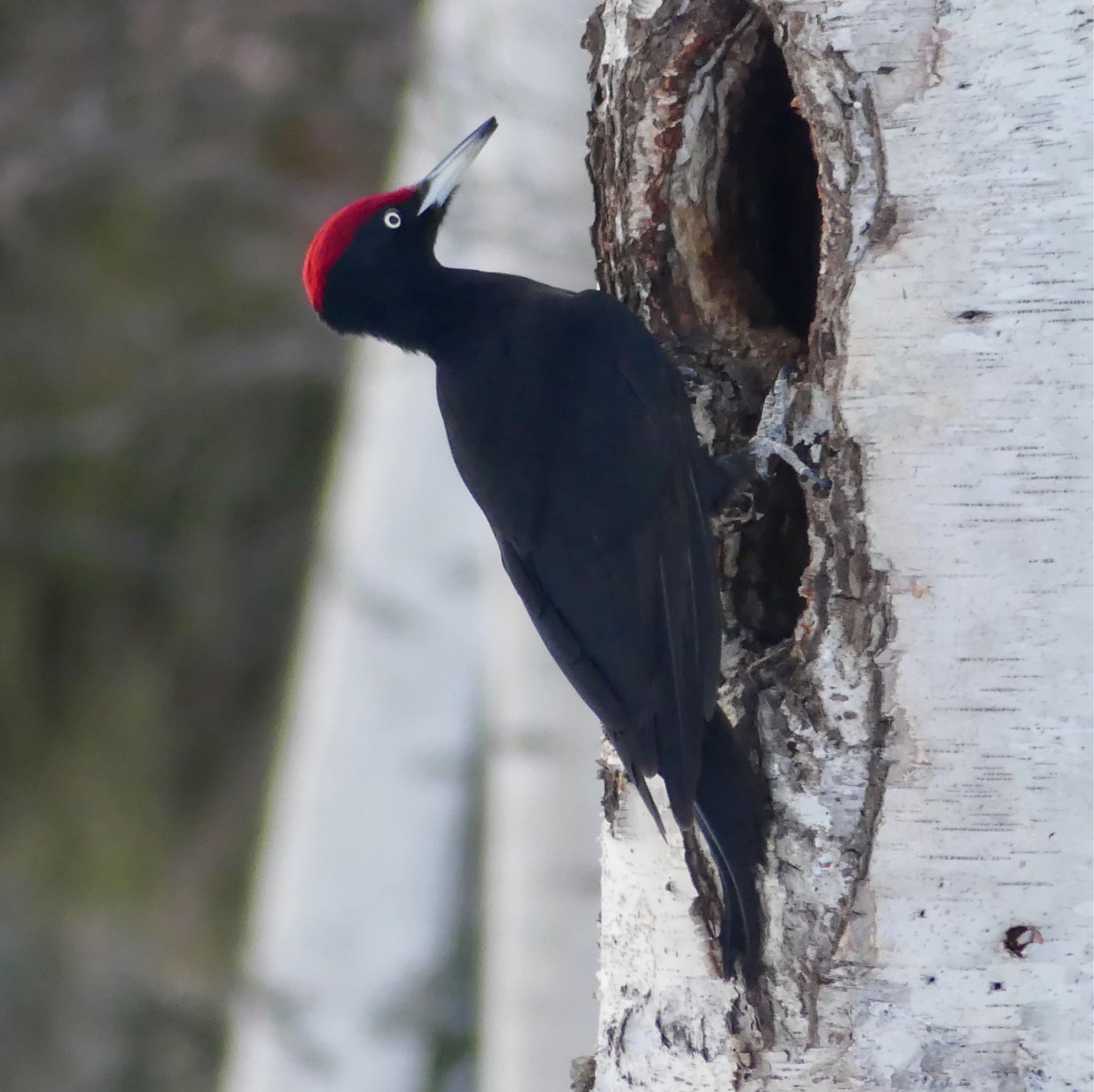 Photo of Black Woodpecker at Makomanai Park by xuuhiro