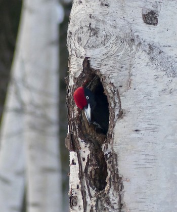 Black Woodpecker Makomanai Park Wed, 3/6/2024