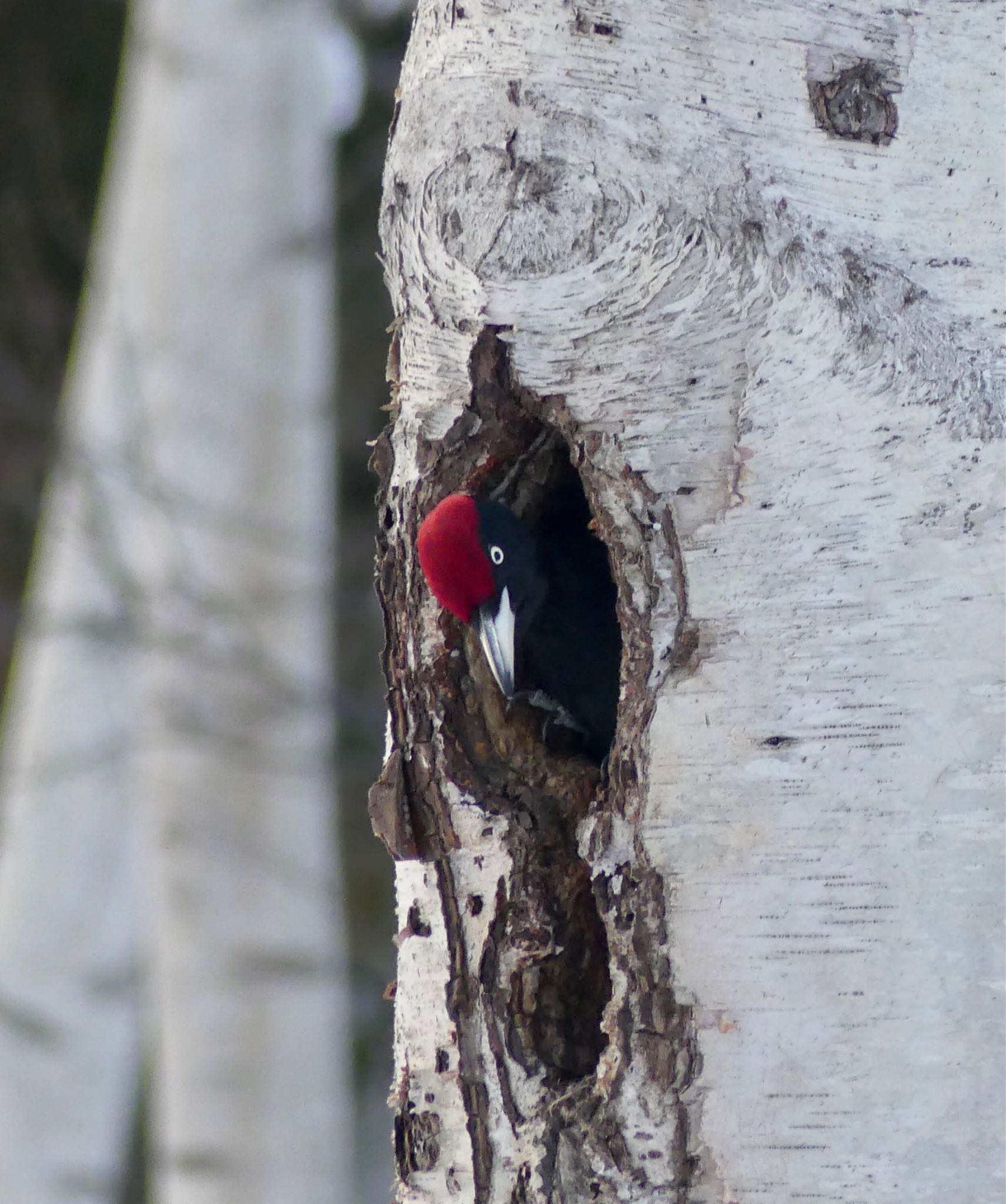 Photo of Black Woodpecker at Makomanai Park by xuuhiro