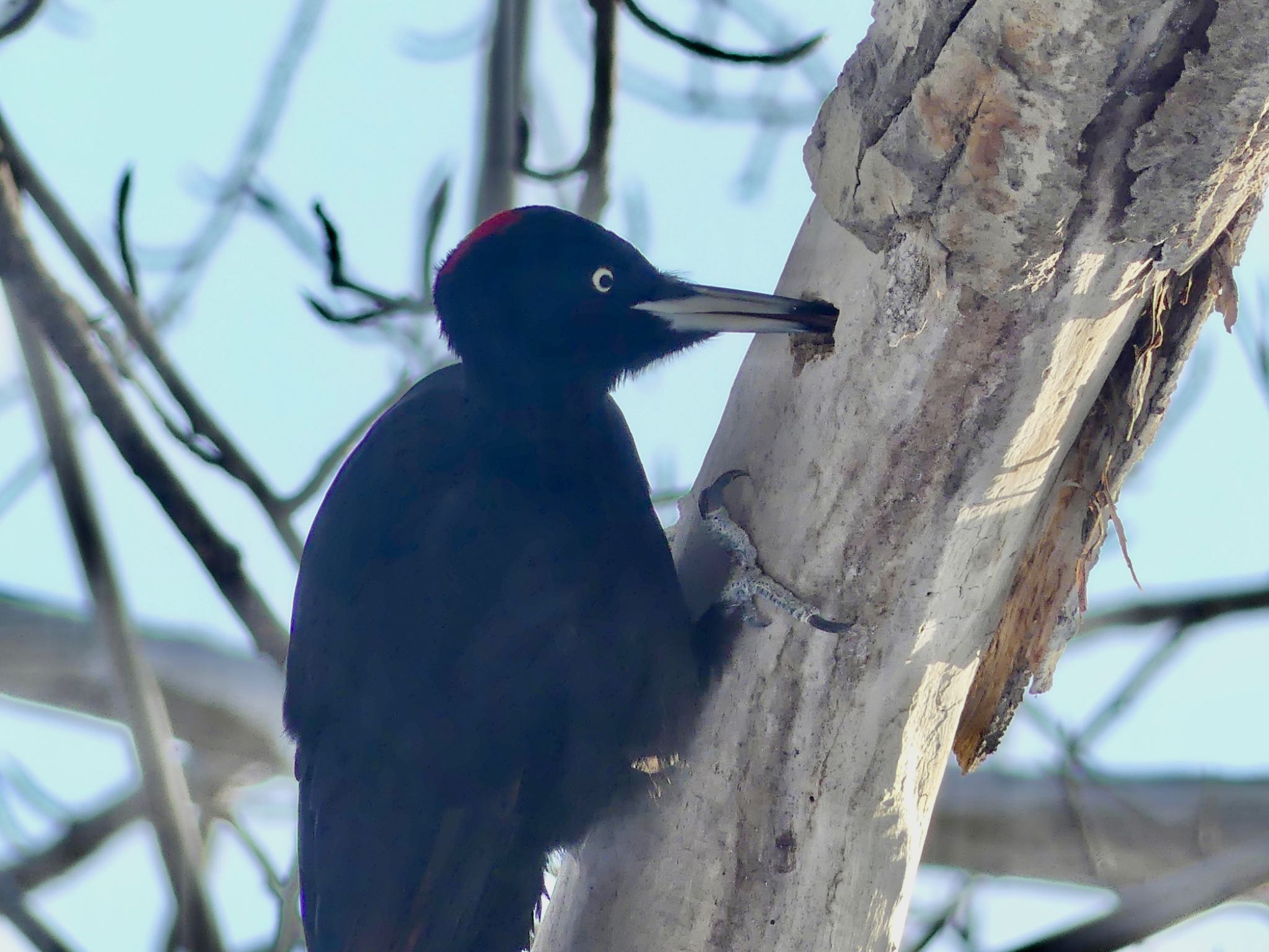 Photo of Black Woodpecker at Makomanai Park by xuuhiro