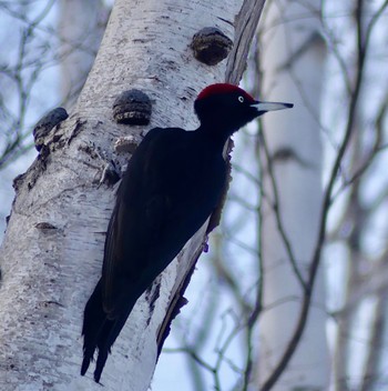 Black Woodpecker Makomanai Park Wed, 3/6/2024