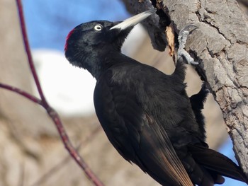 Black Woodpecker Makomanai Park Wed, 3/6/2024