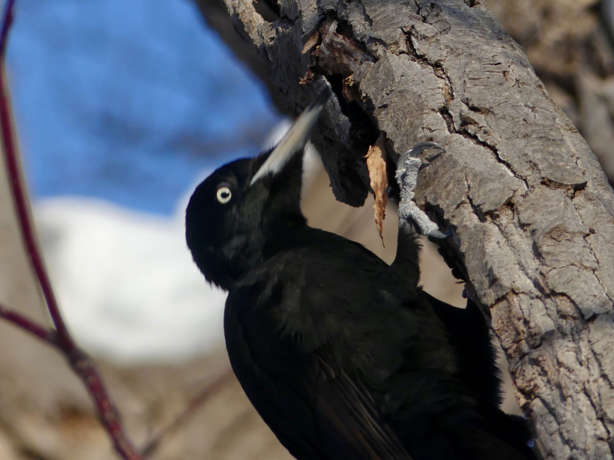 Photo of Black Woodpecker at Makomanai Park by xuuhiro