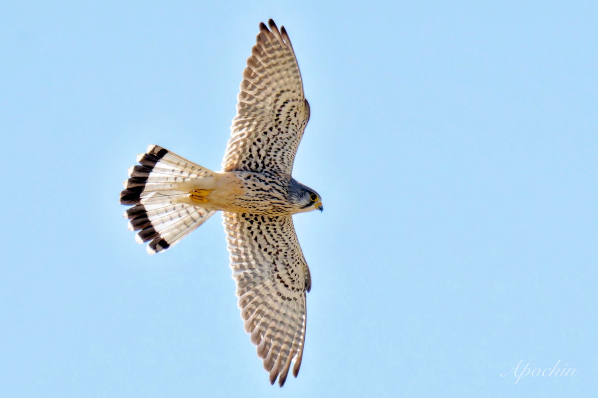 Photo of Common Kestrel at 利根川 by アポちん