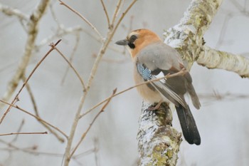 Eurasian Jay(brandtii) Unknown Spots Fri, 3/1/2024