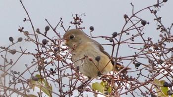 2024年3月6日(水) 平城宮跡の野鳥観察記録