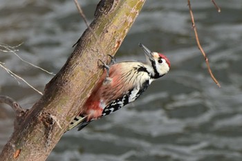 White-backed Woodpecker 真駒内川 Wed, 3/6/2024