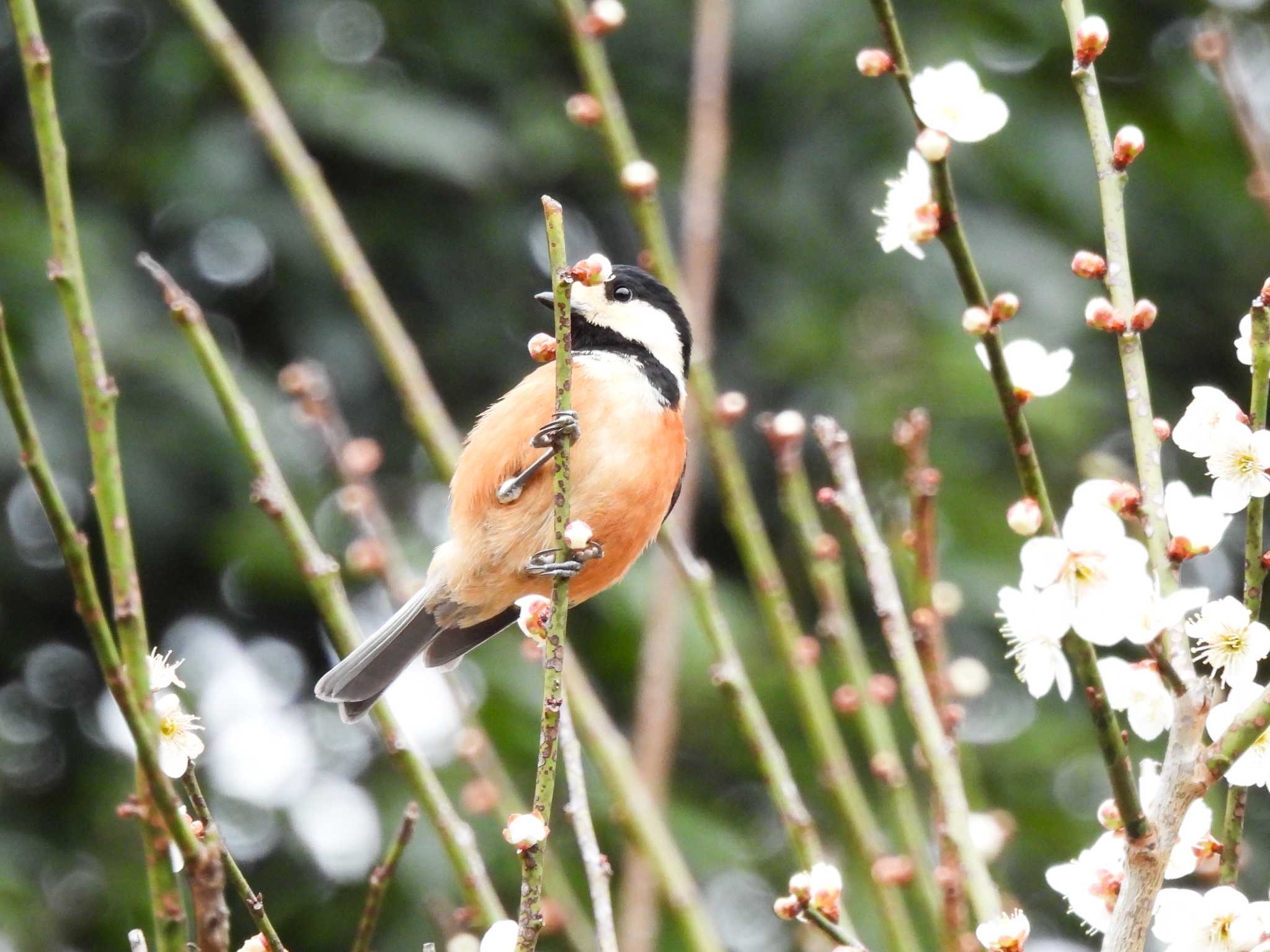 Photo of Varied Tit at  by Ibis