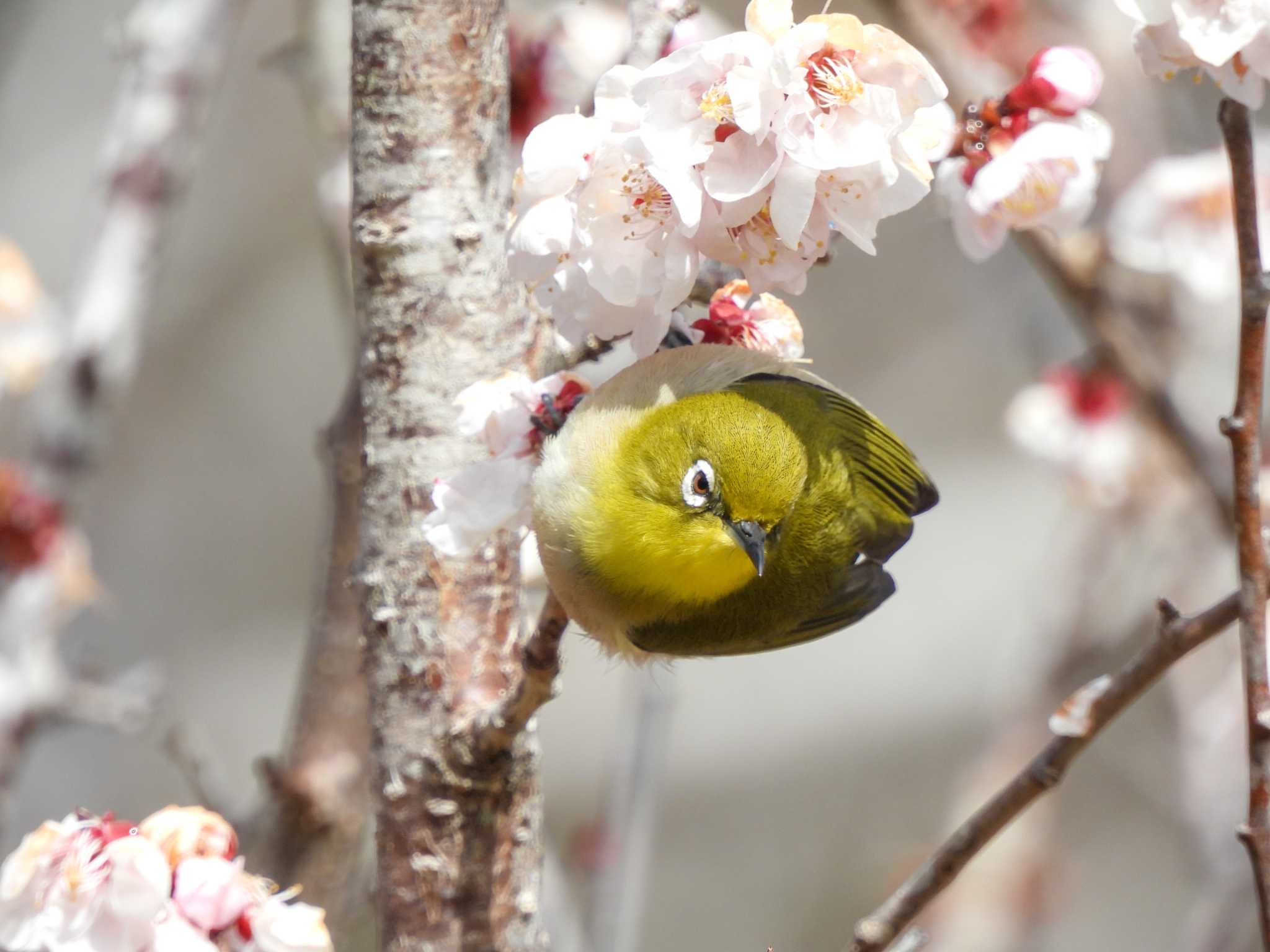 Photo of Warbling White-eye at  by Ibis